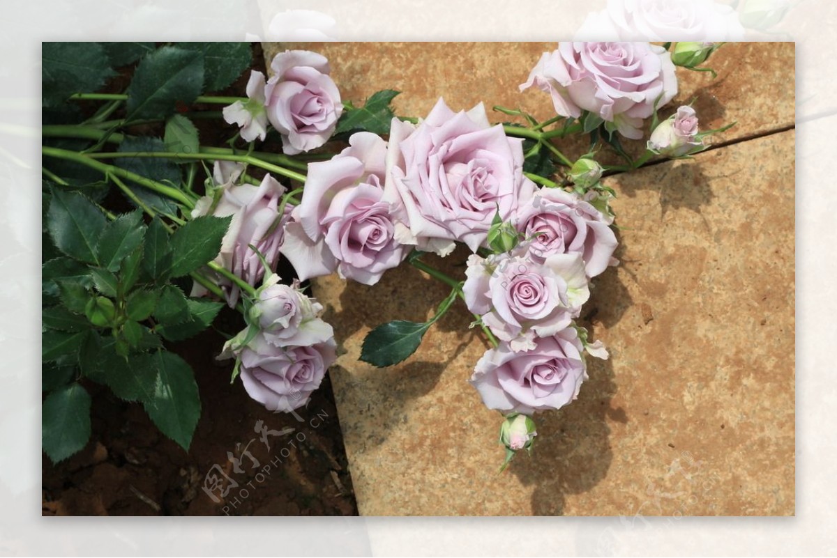 紫色玫瑰花图片