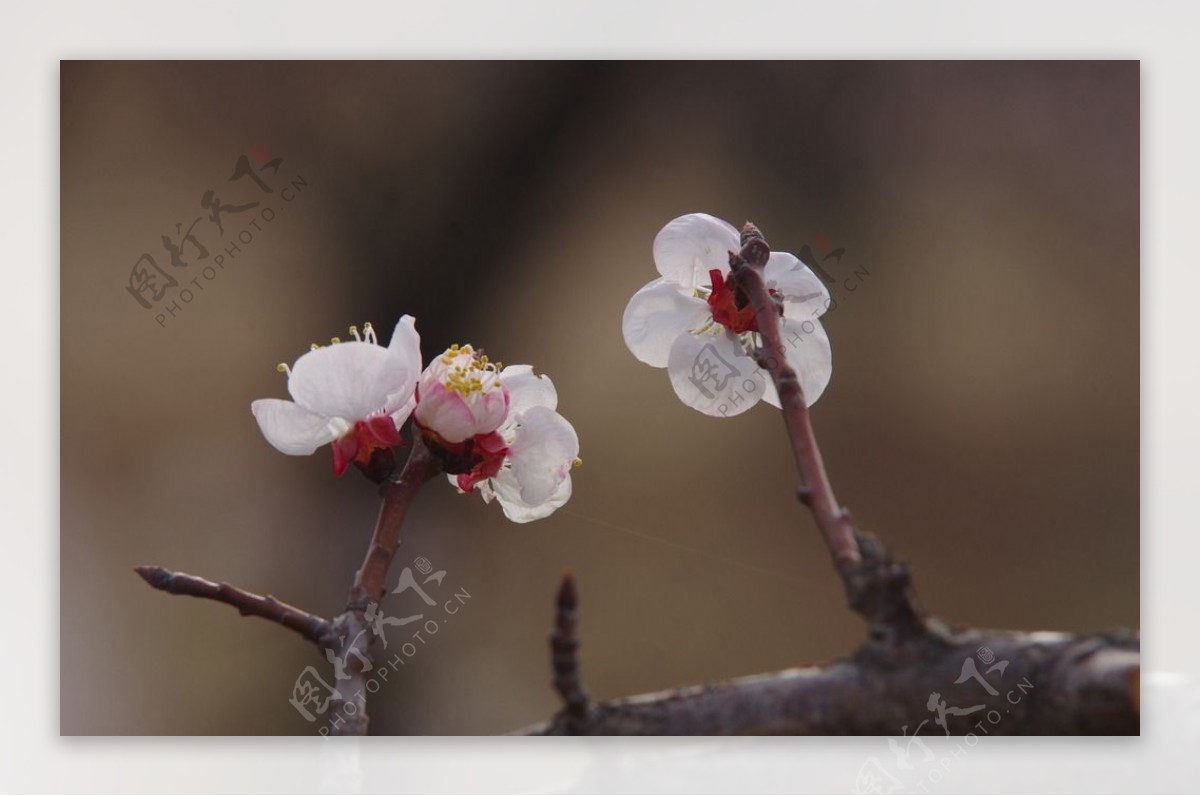 杏花图片