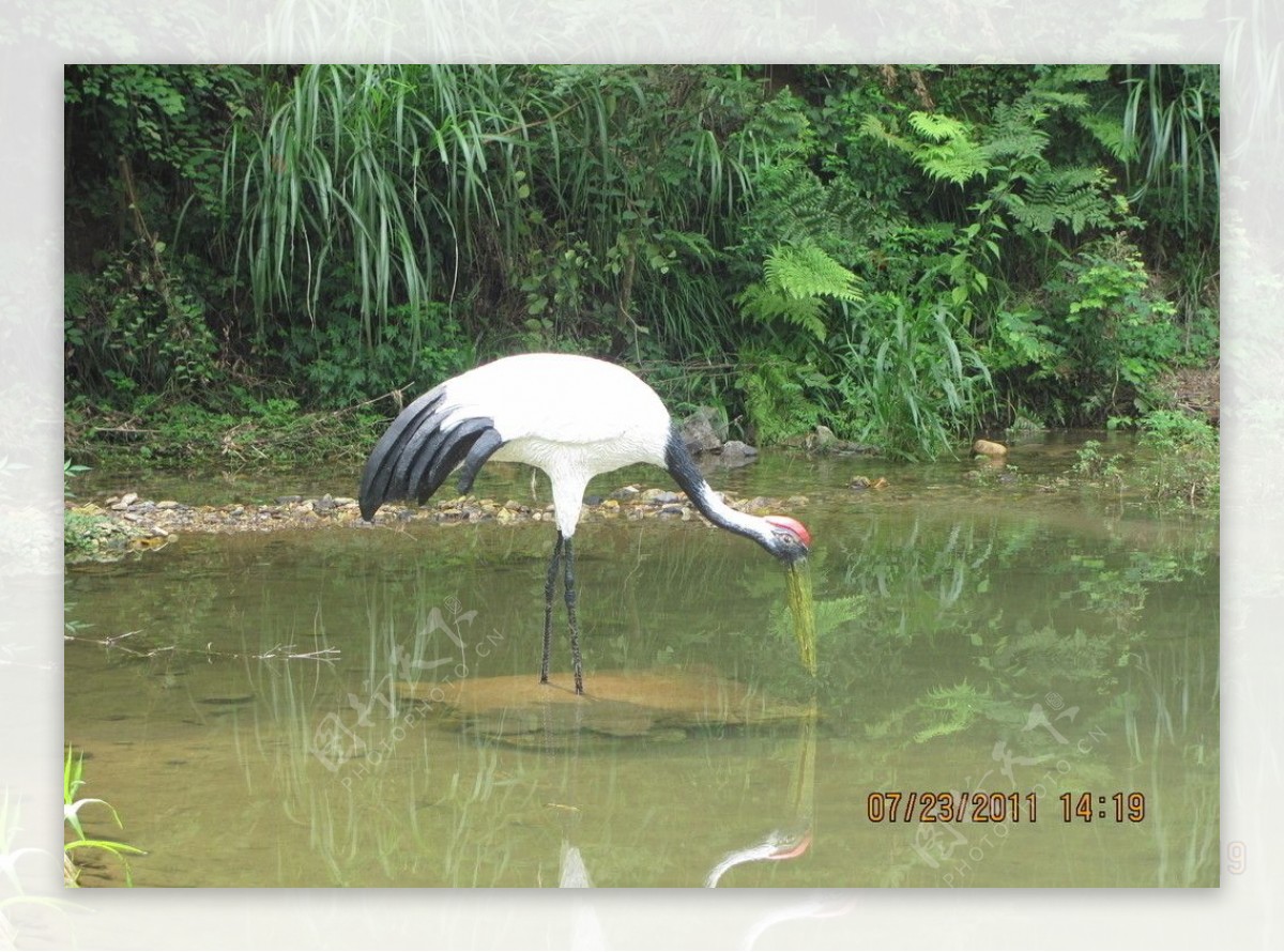 白鹤饮水图片