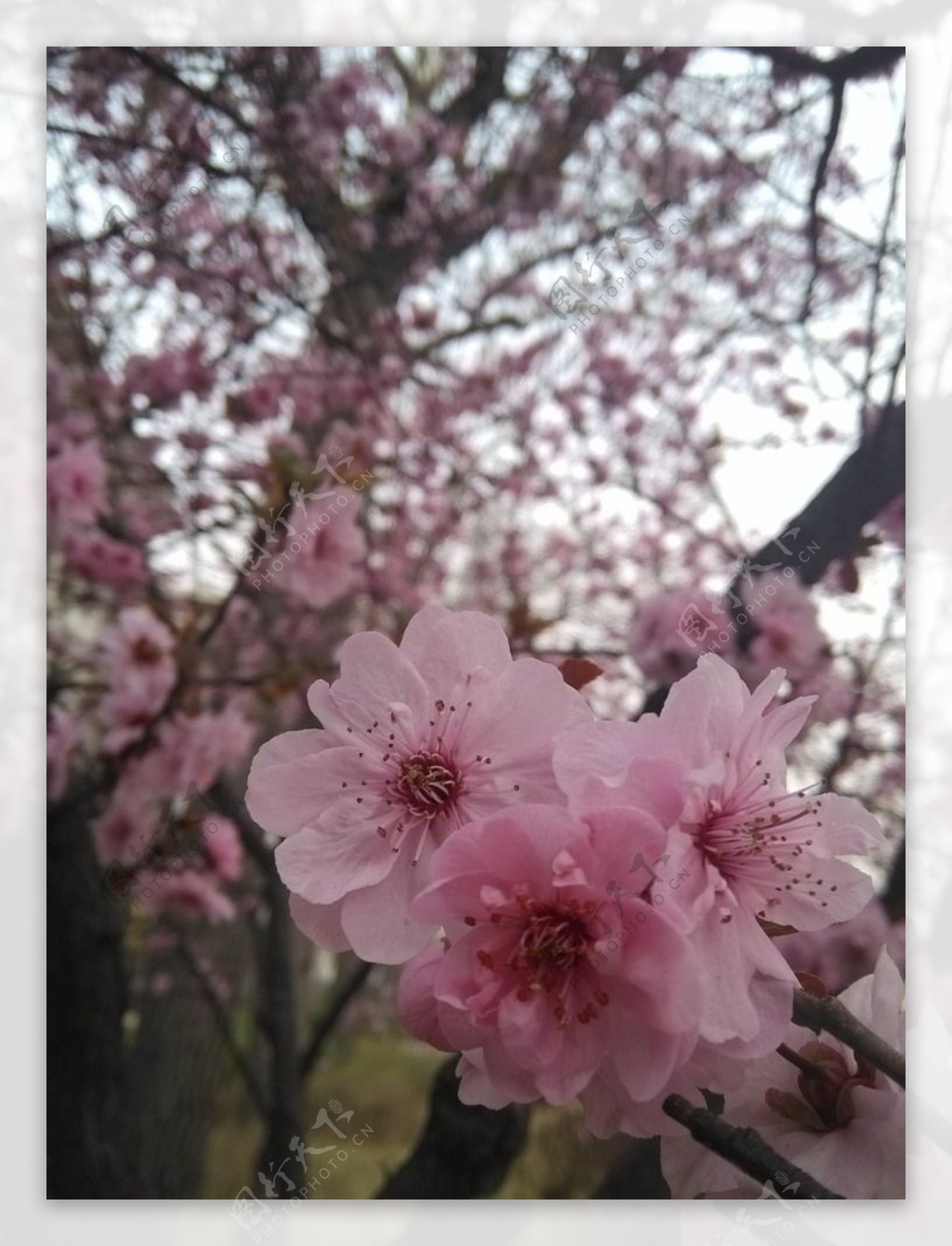春暖花开图片