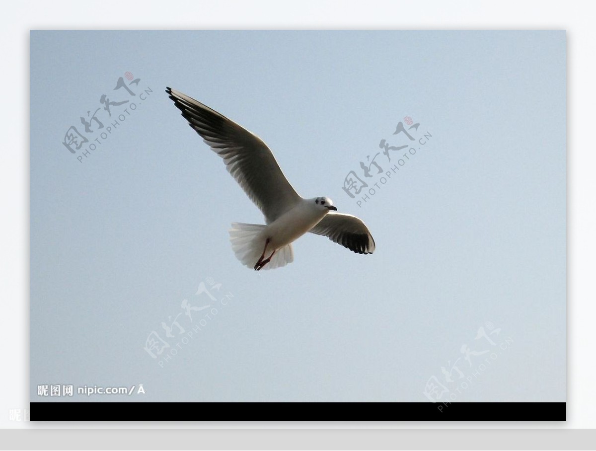 海鸥飞翔图片