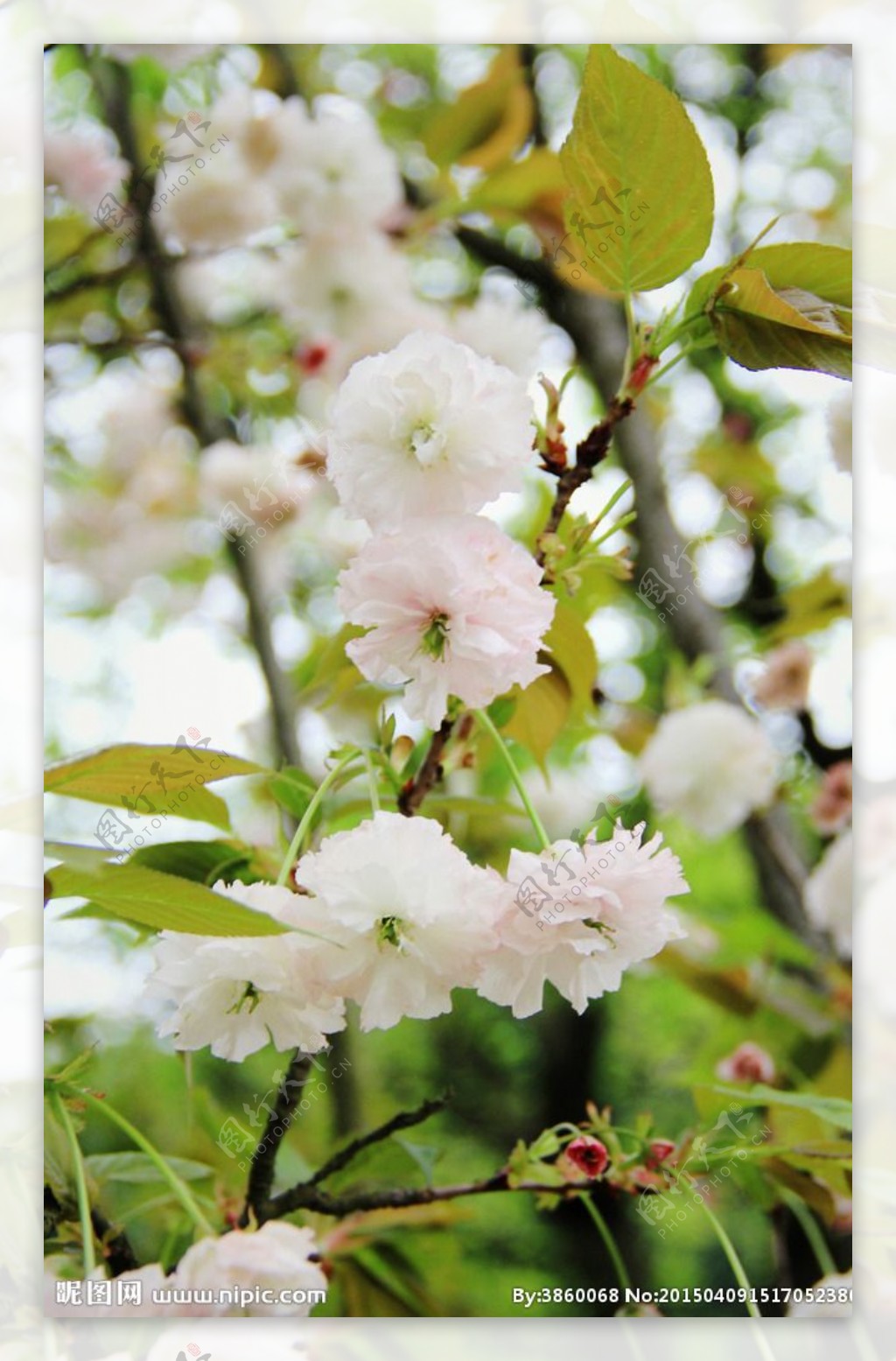 樱花白色樱花图片