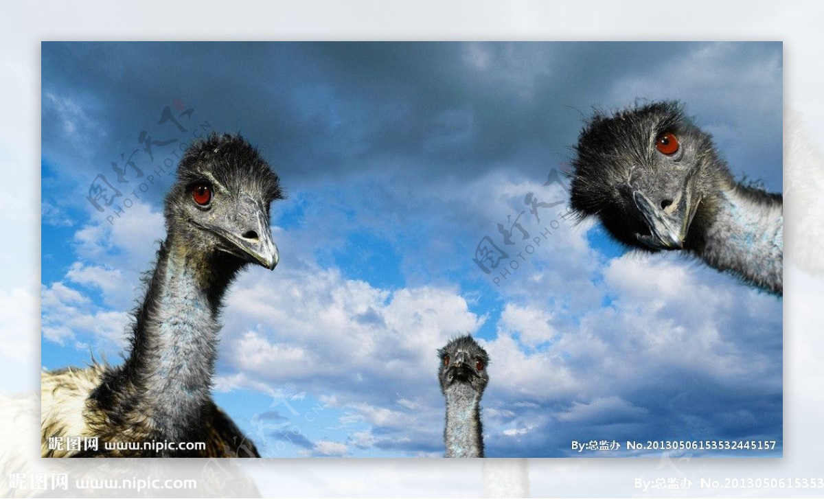 澳洲鸵鸟高清壁纸图片