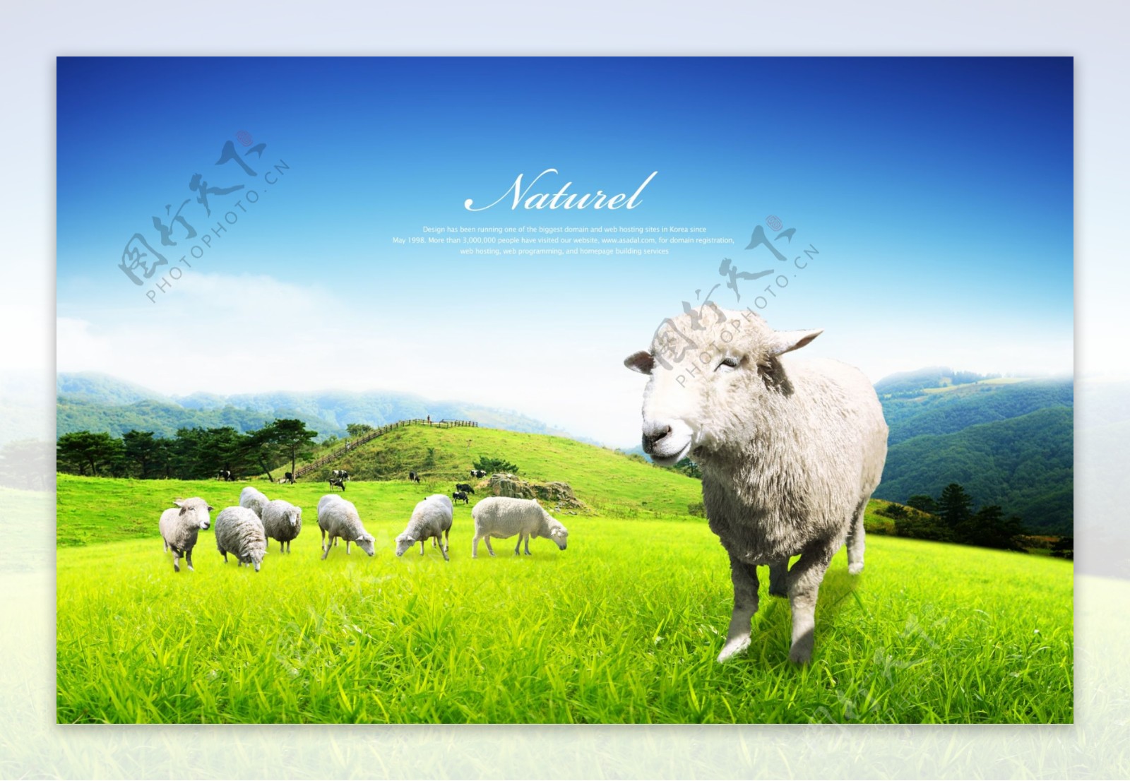 绵羊动物自然图片