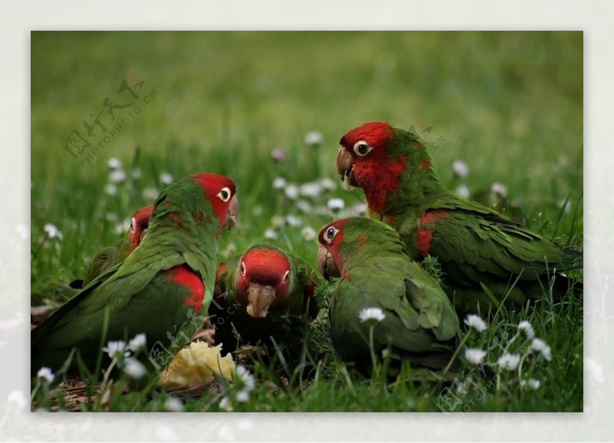 #尼康鸟类作品赏析#第18期《学习打红头鸟》-中关村在线摄影论坛