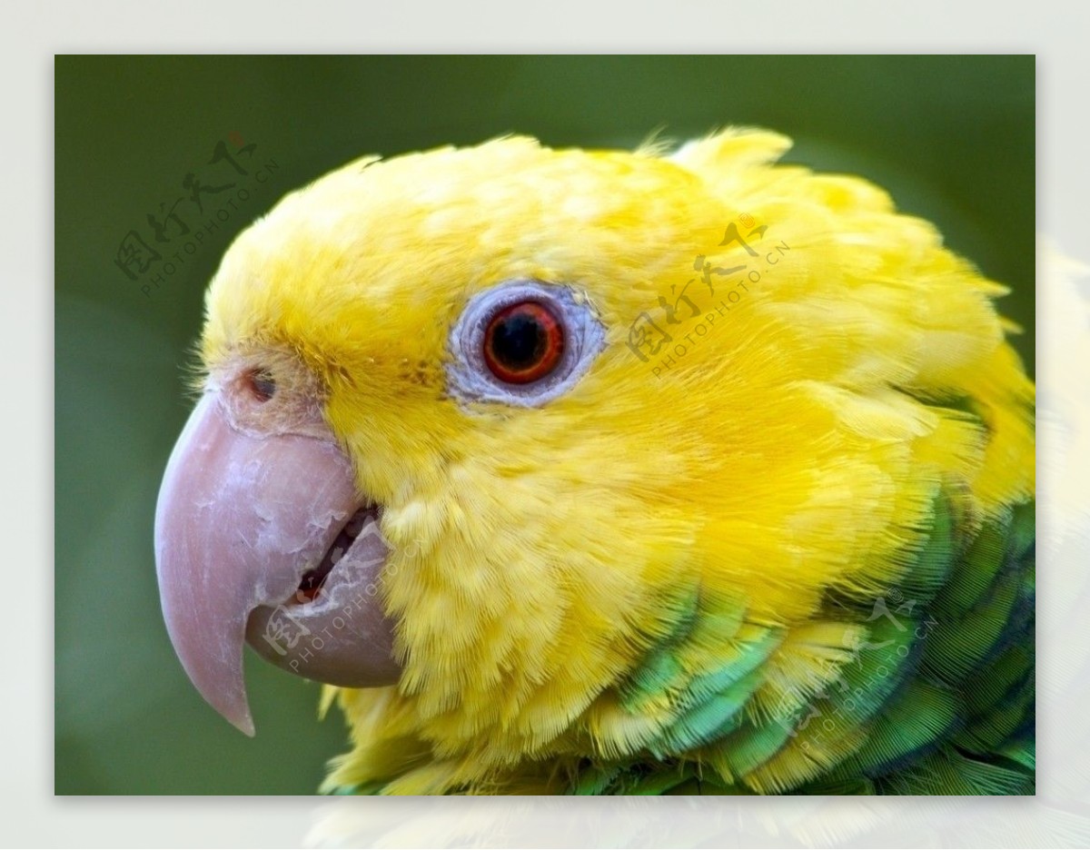 双黄头亚马逊鹦鹉图片