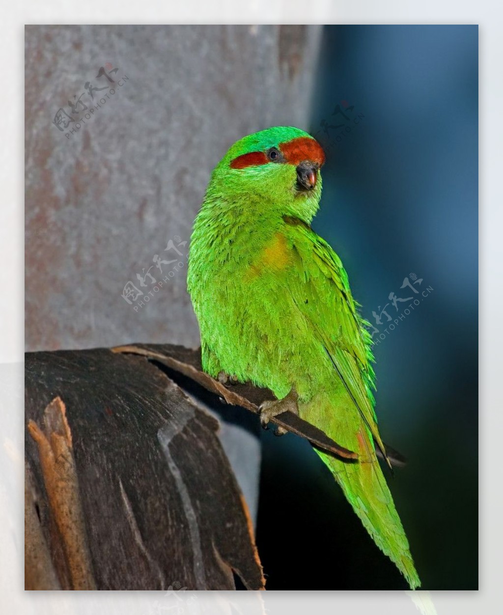 红耳绿吸蜜鹦鹉图片