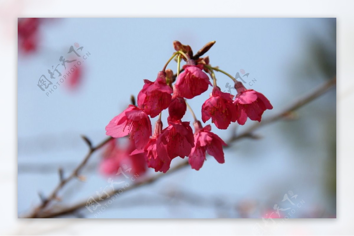 永福樱花图片