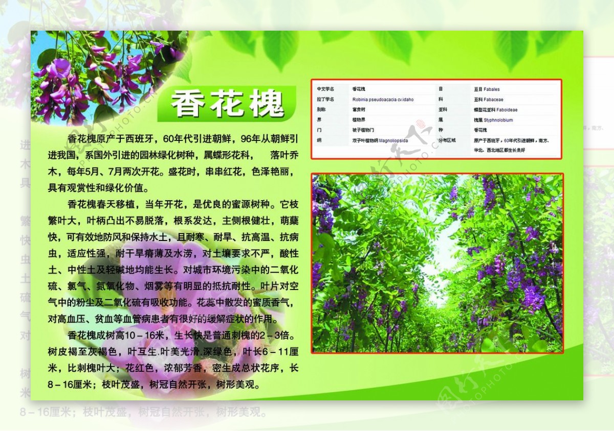 香花槐图片