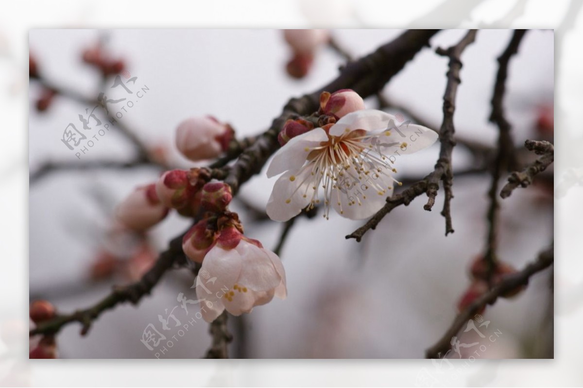 垂梅花图片