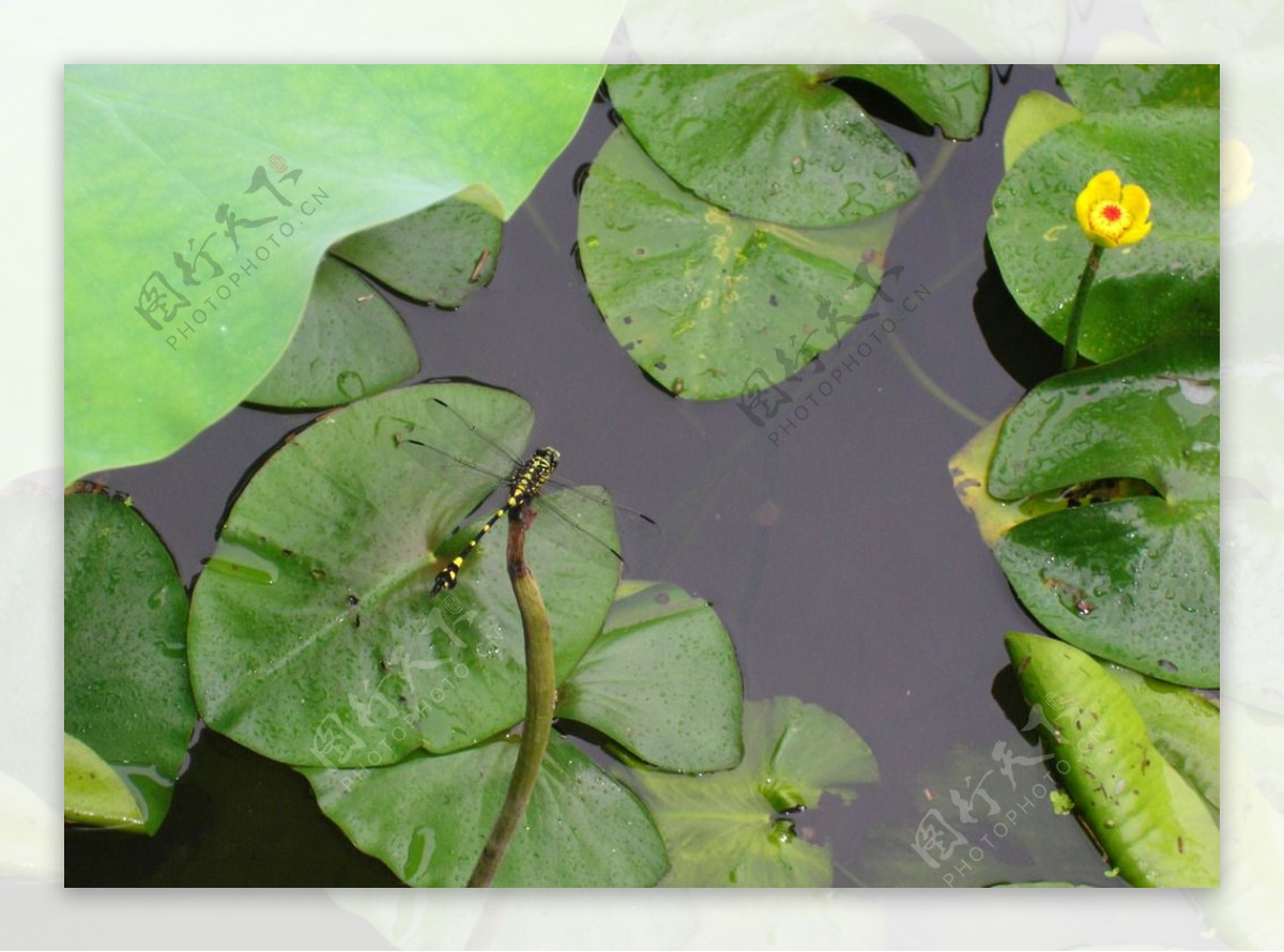 蜻蜓浮萍荷叶图片