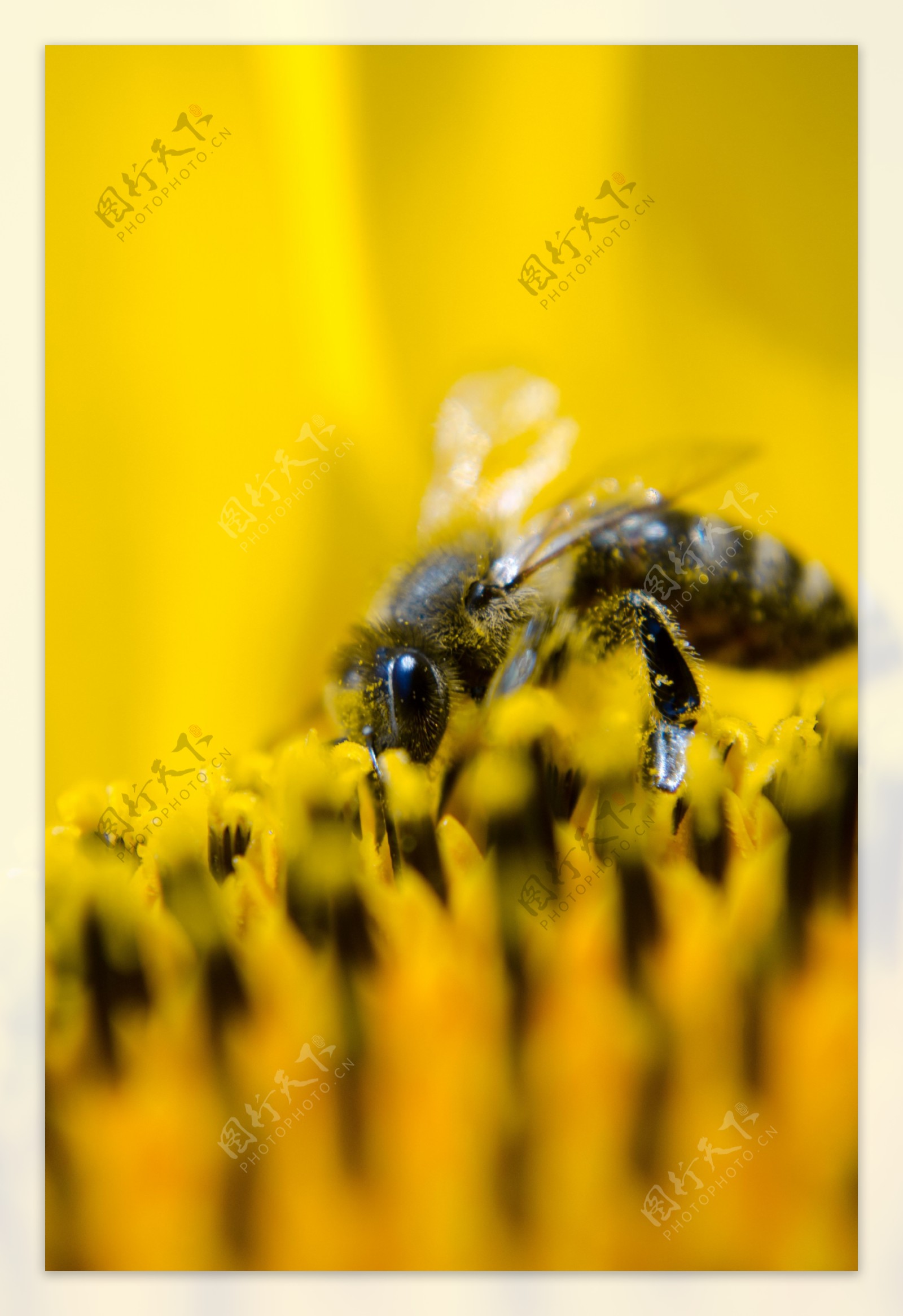 黑蜂采蜜图片