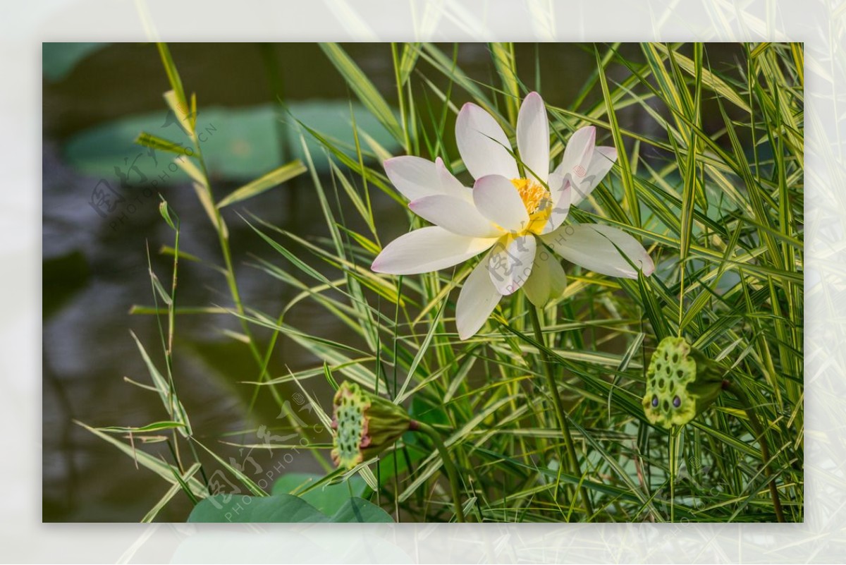 荷花与莲蓬图片