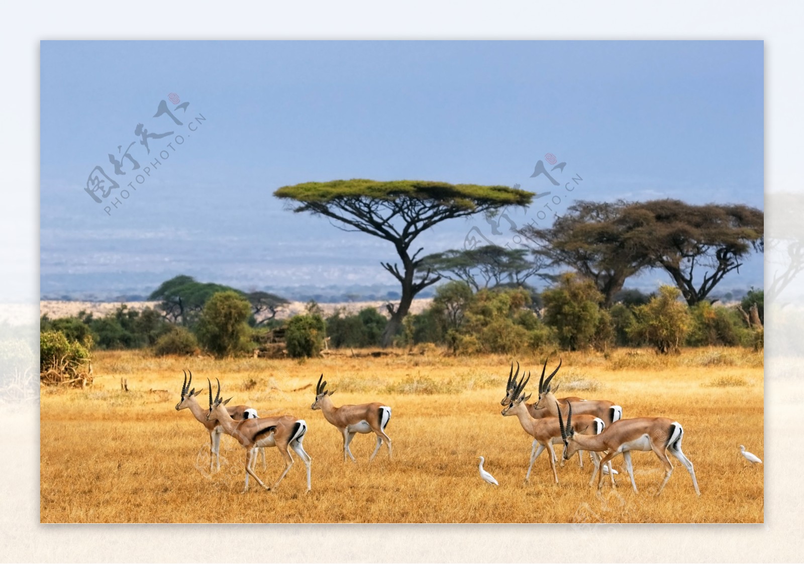 非洲大草原图片