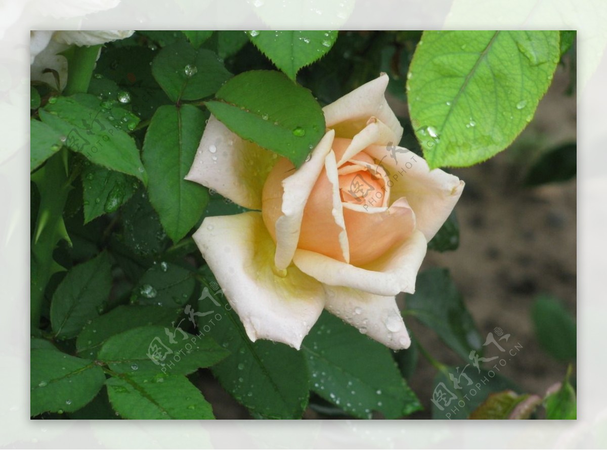 雨露月季花图片