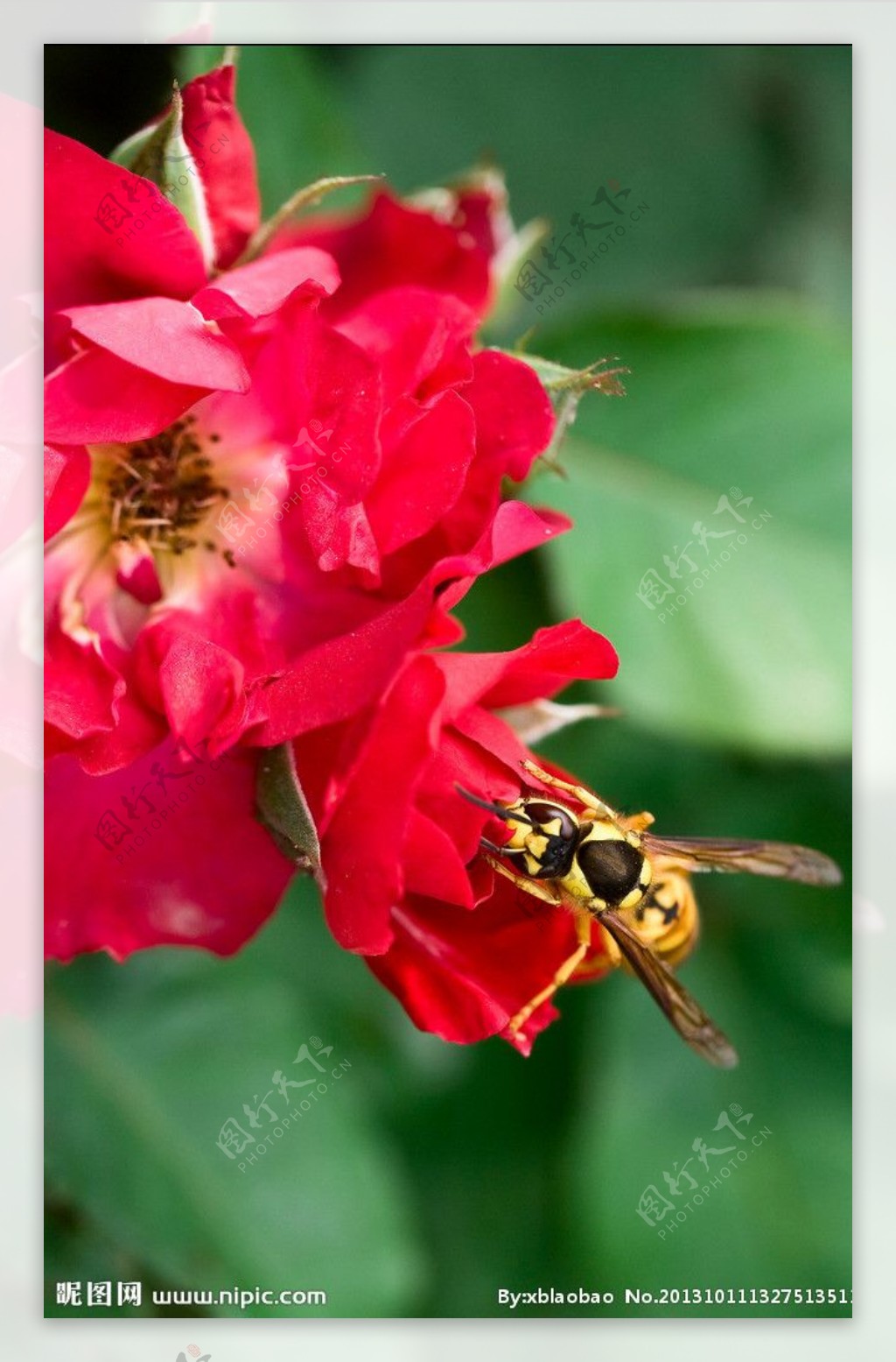 大黄蜂上红花图片