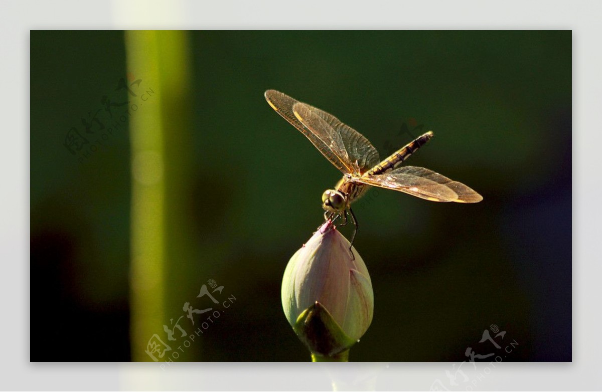 蜻蜓摄影图片-蜻蜓摄影作品-千库网
