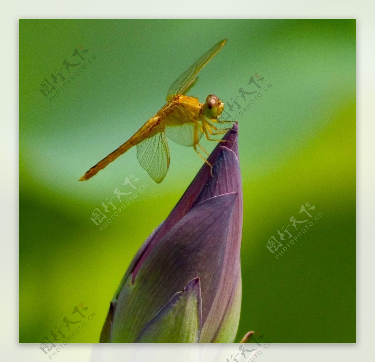 荷尖蜻蜓图片
