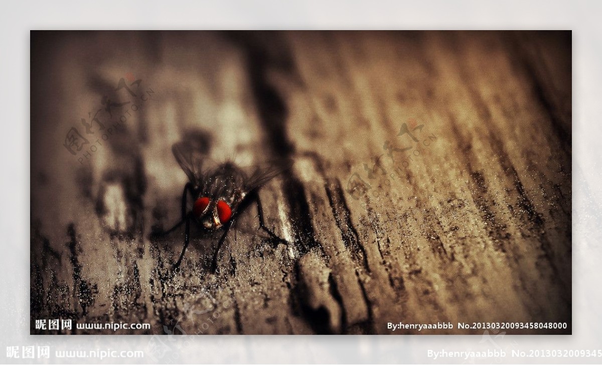 木板上的苍蝇图片