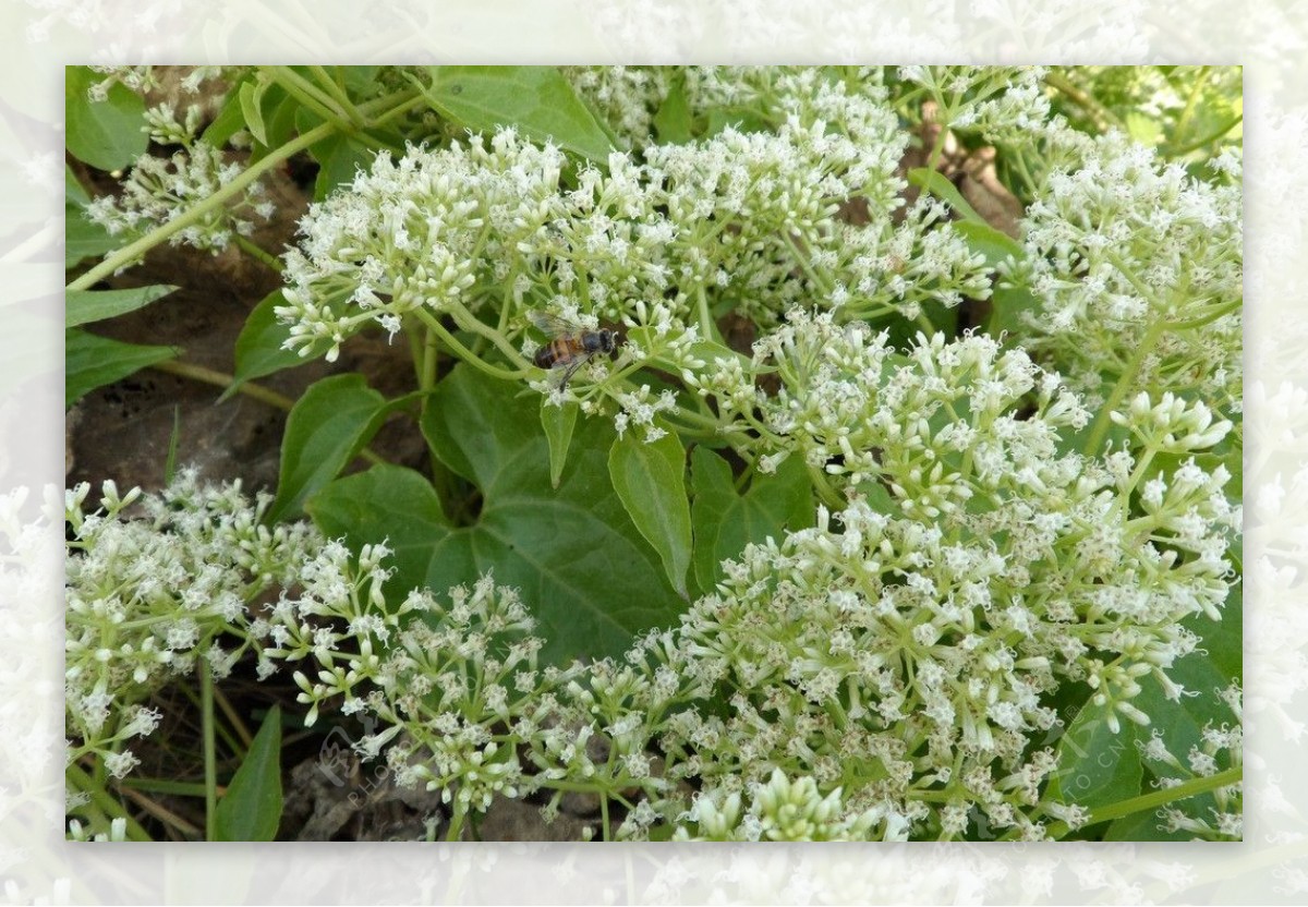 蜜蜂采蜜圖片