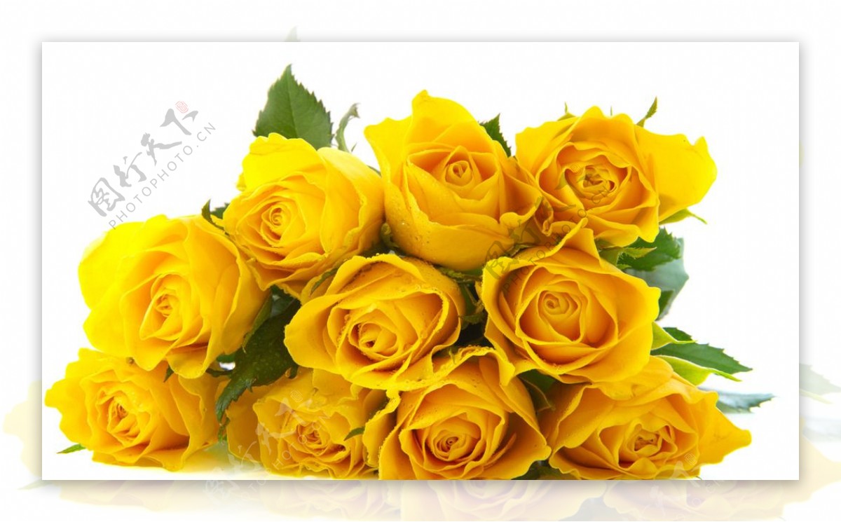 鲜艳的黄玫瑰图片