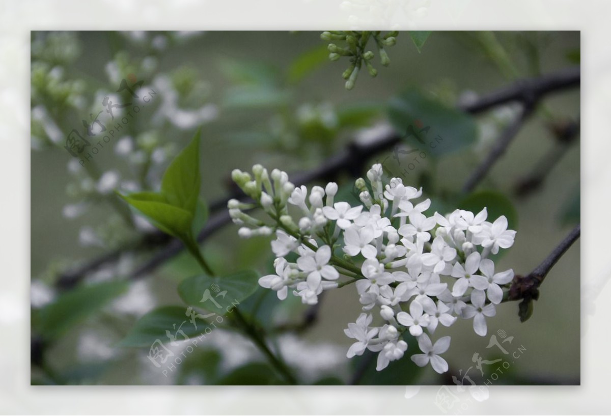 丁香花图片