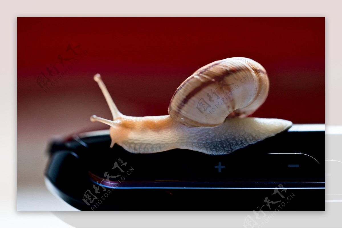 在手机上爬行的蜗牛图片