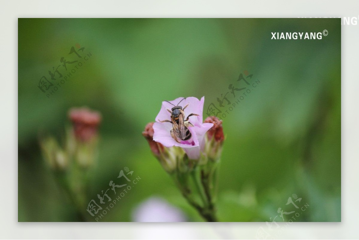 蜜蜂采集花粉图片