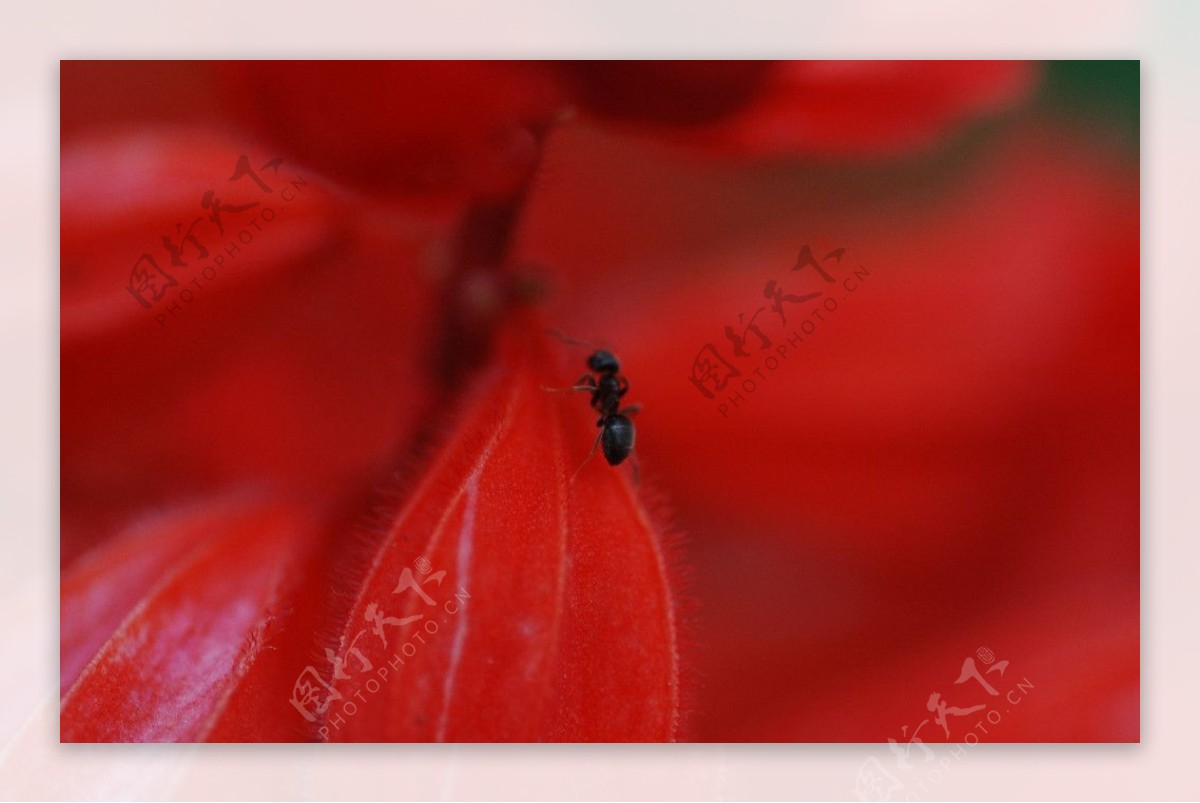 蚂蚁与红花图片