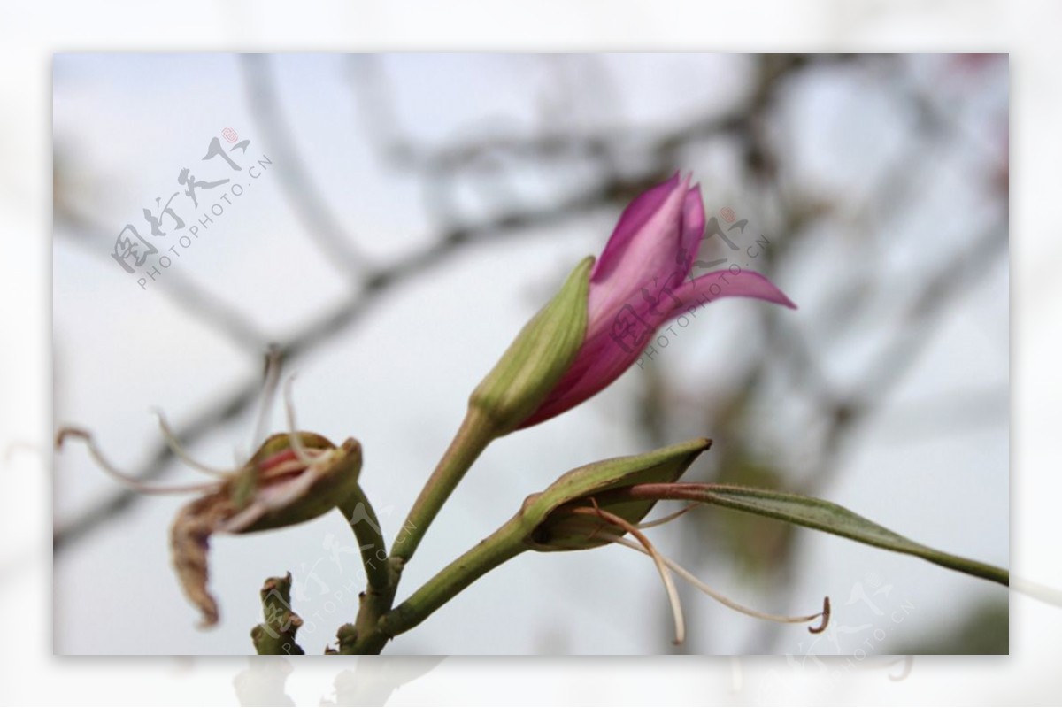 紫荆花蕊图片
