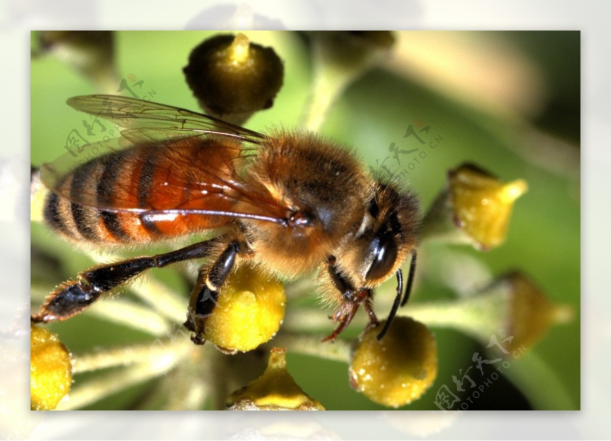 蜜蜂采蜜图片素材-编号14381803-图行天下