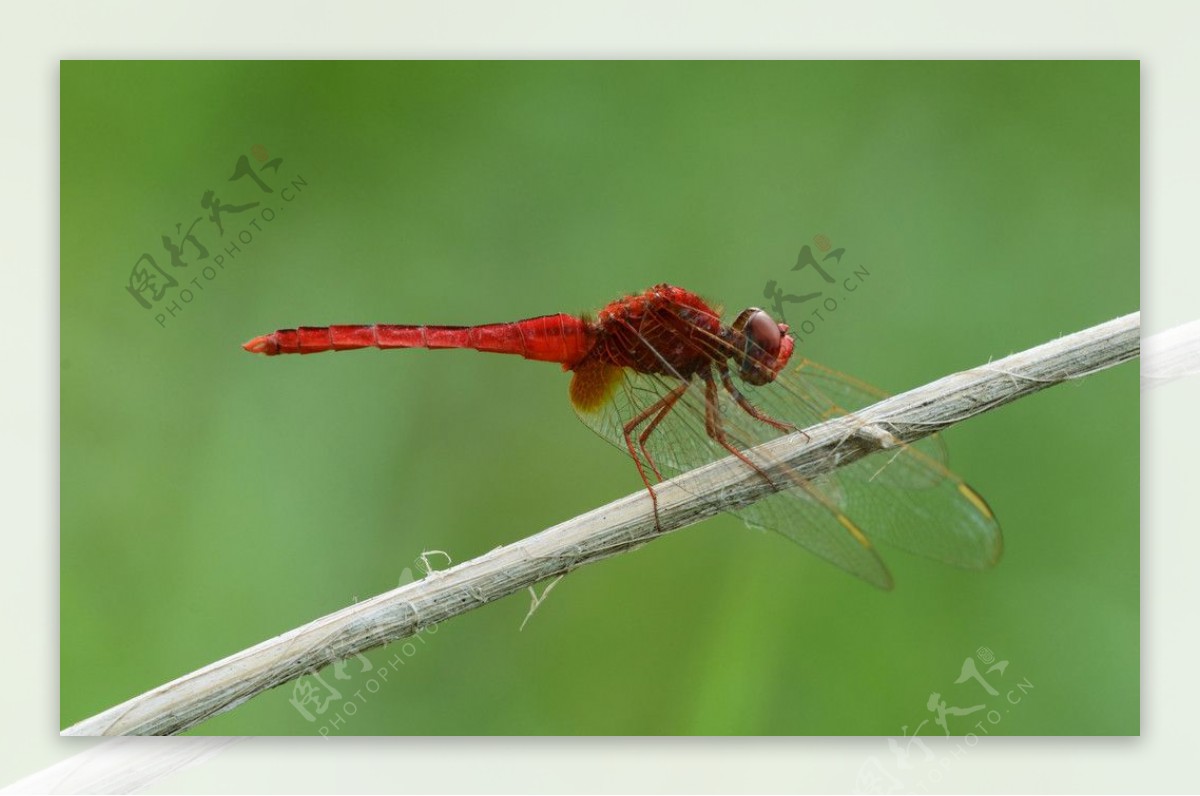 越南红蜻蜓图片