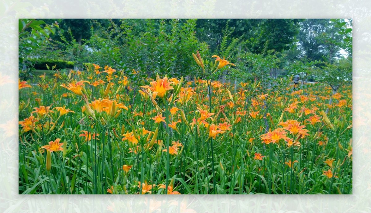 橙色百合百合花丛图片