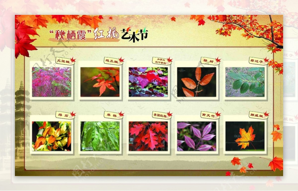 红枫艺术节展板图片