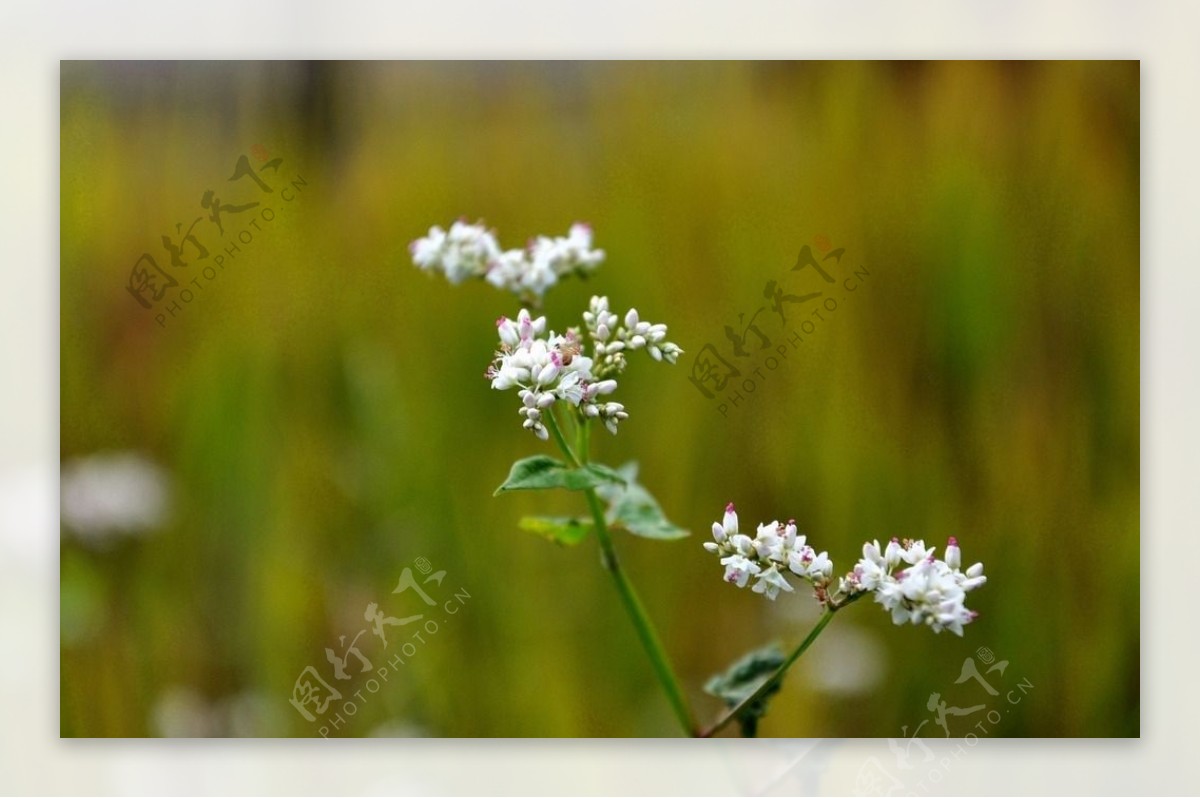 稻田边上的小花图片