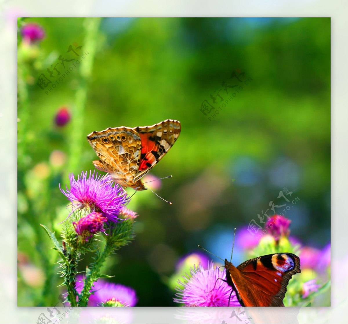 蝴蝶主题高清图片