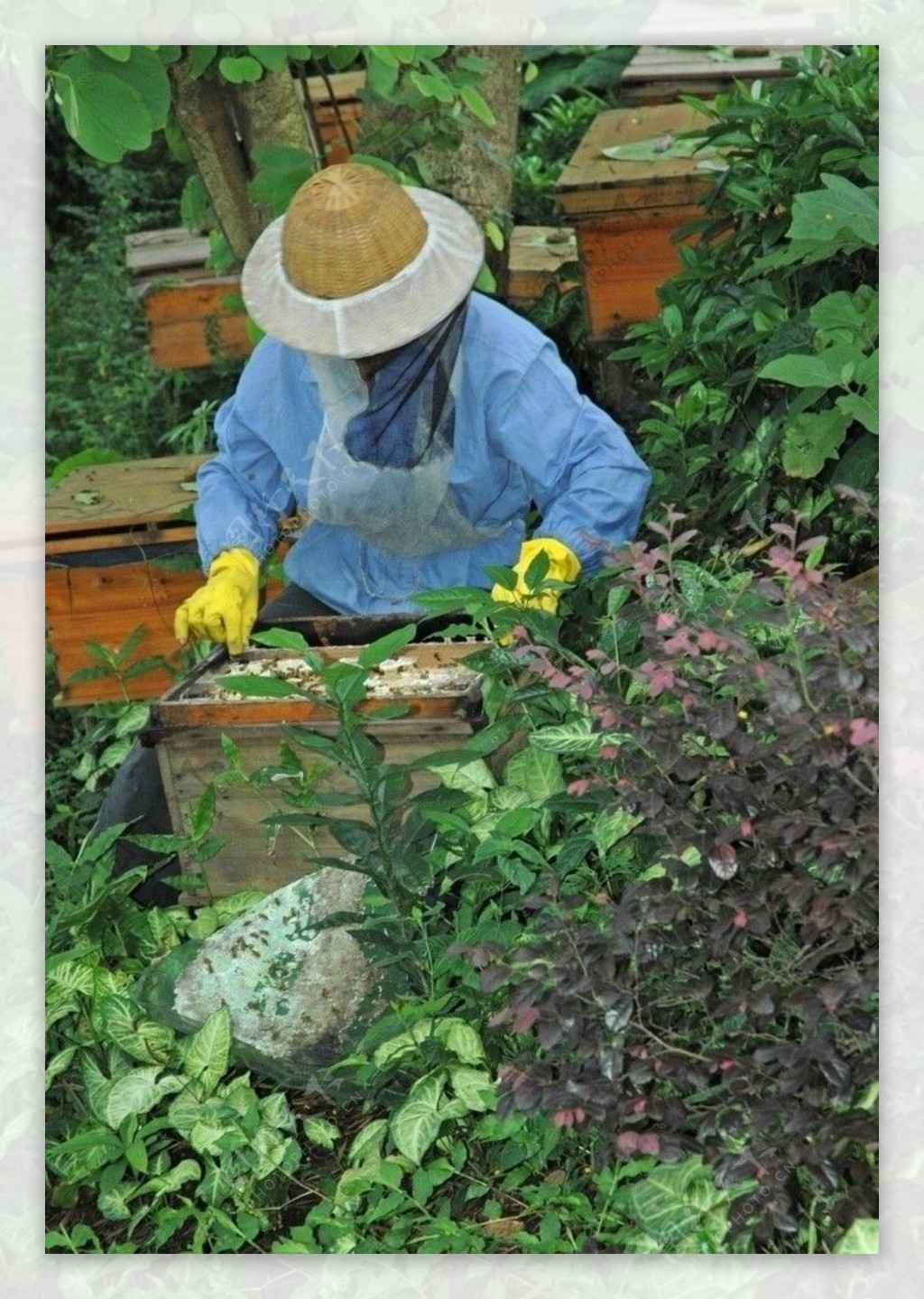 广州百年养蜂人家图片