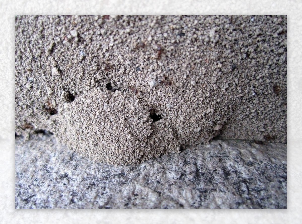 蚁巢图片