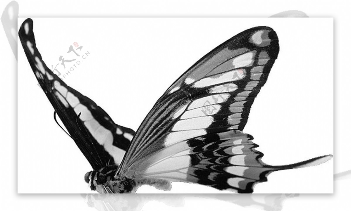 黑蝴蝶图片