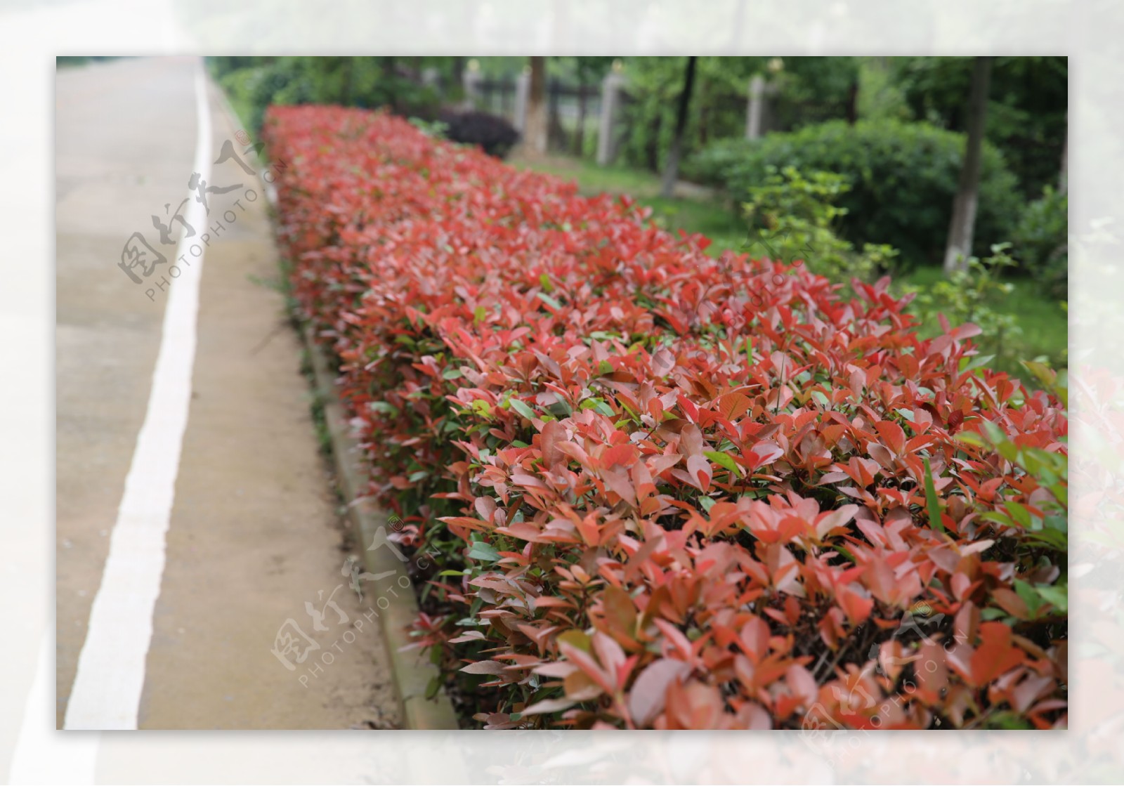 红罗宾逊红叶石楠图片