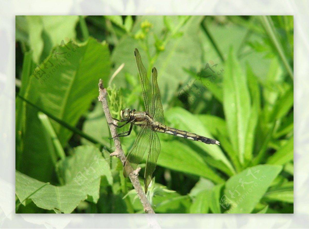 蜻蜓异色灰蜓雌性图片