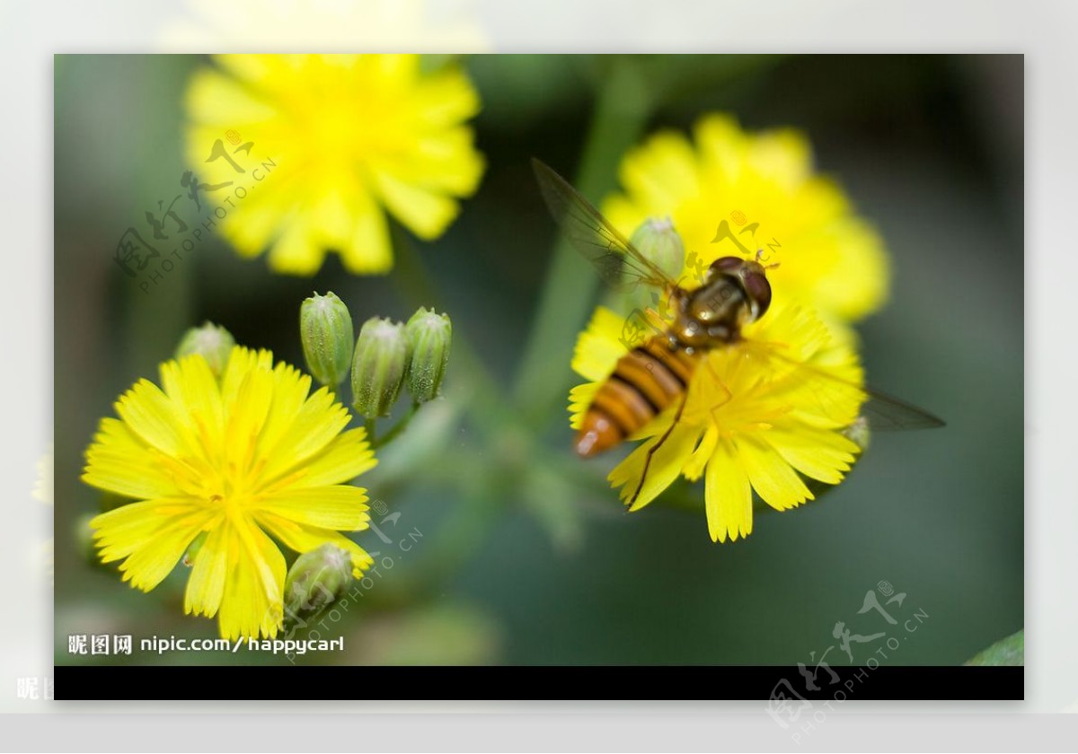 蜜蜂野花图片
