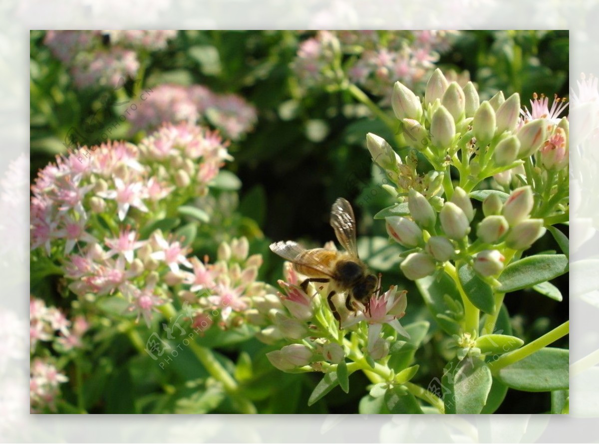花丛中忙碌的蜜蜂图片