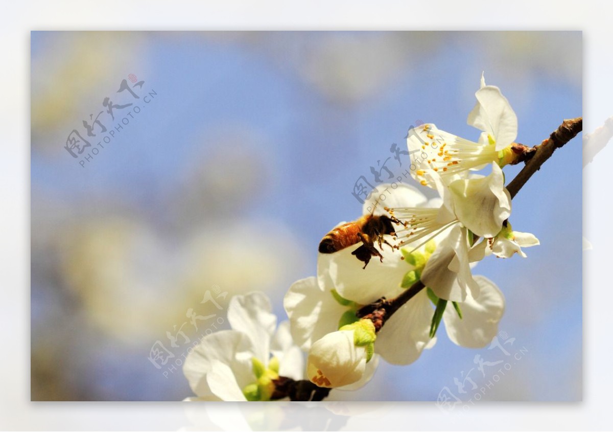 蜜蜂与桃花图片