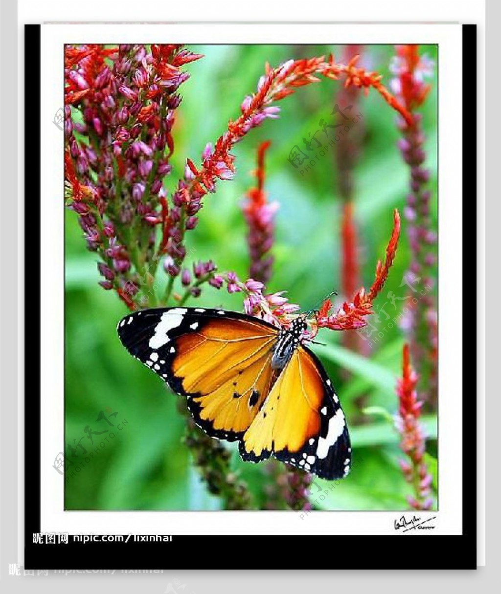 蝴蝶12图片
