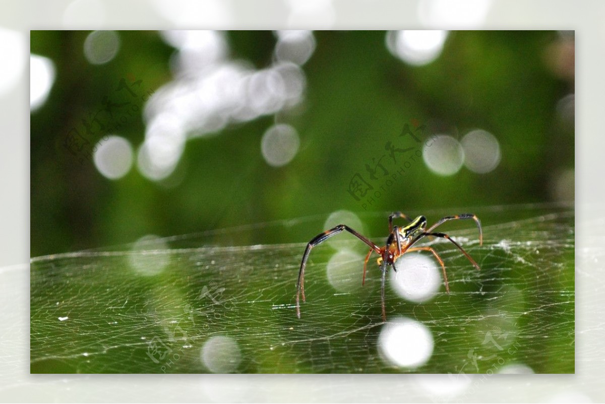江门白水带蜘蛛摄影图图片