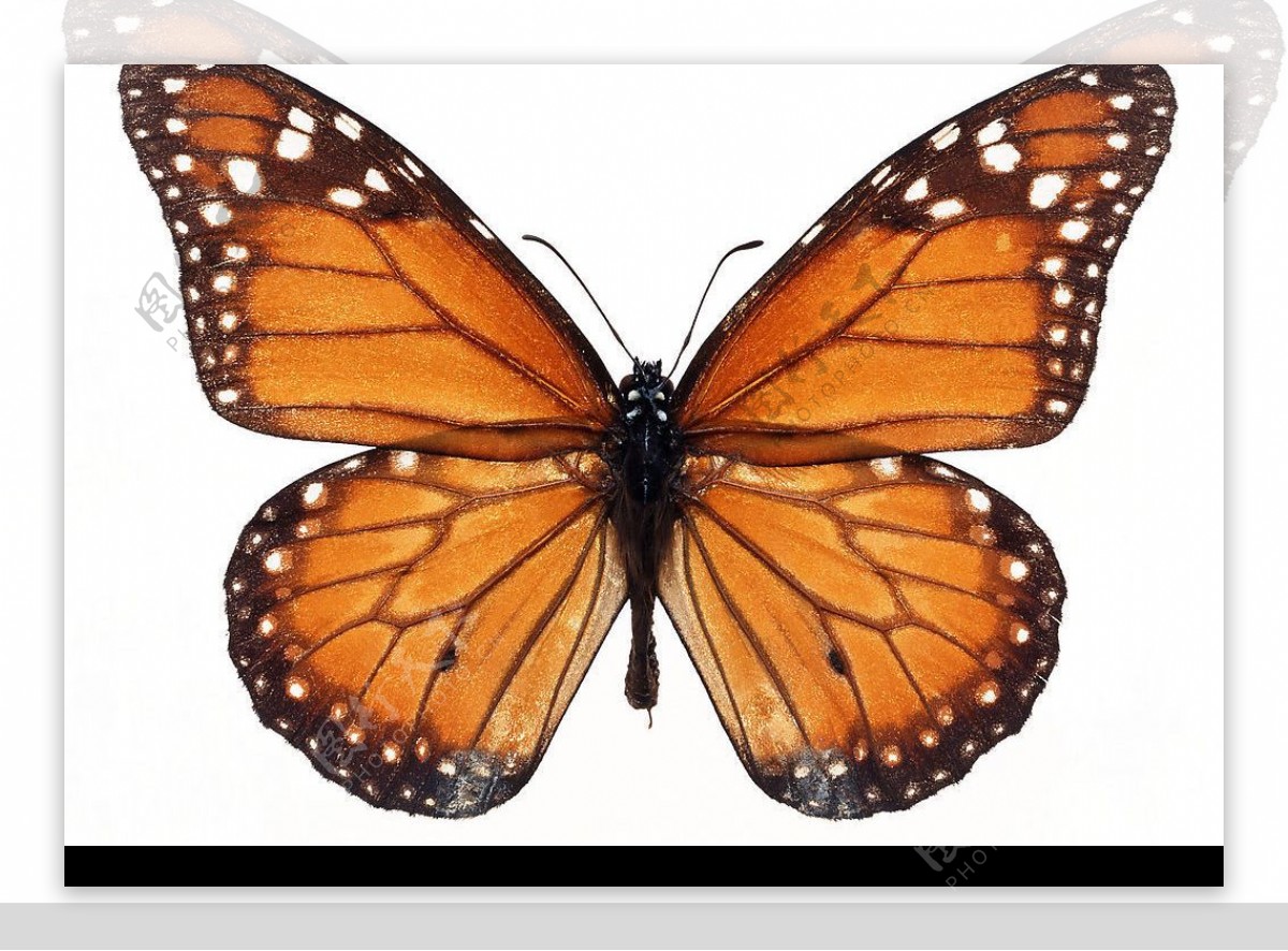 蝴蝶Butterfly图片