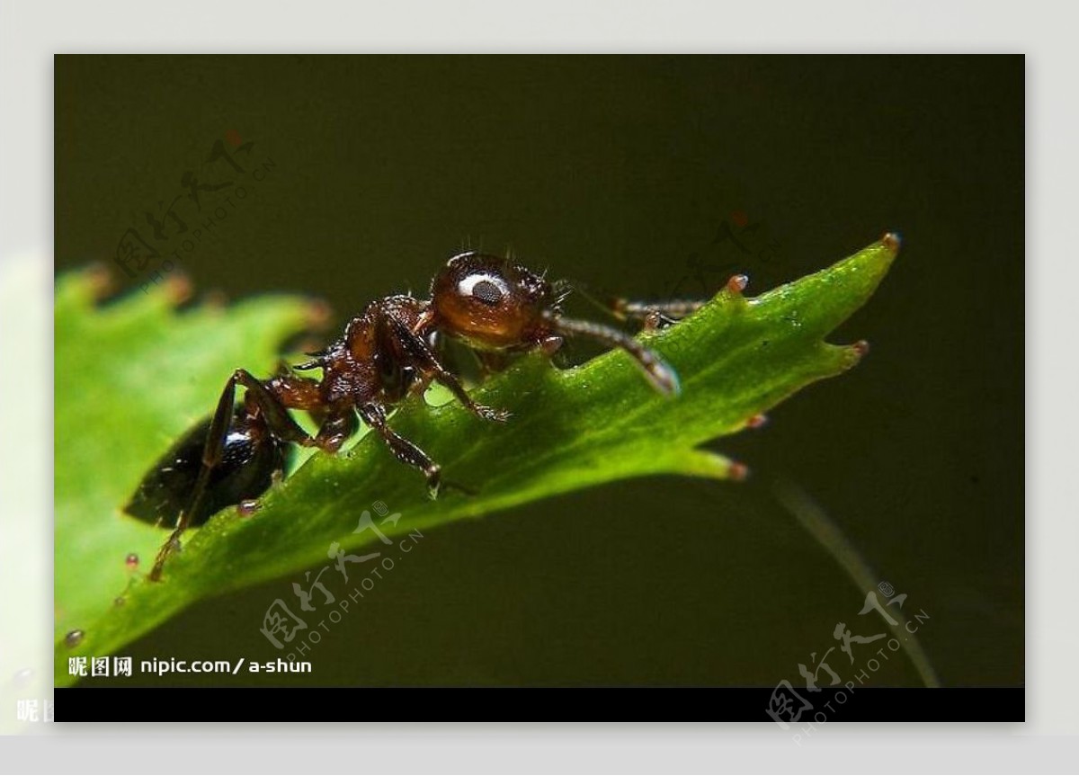 小蚂蚁|摄影|宠物摄影|蔡设计狮 - 原创作品 - 站酷 (ZCOOL)