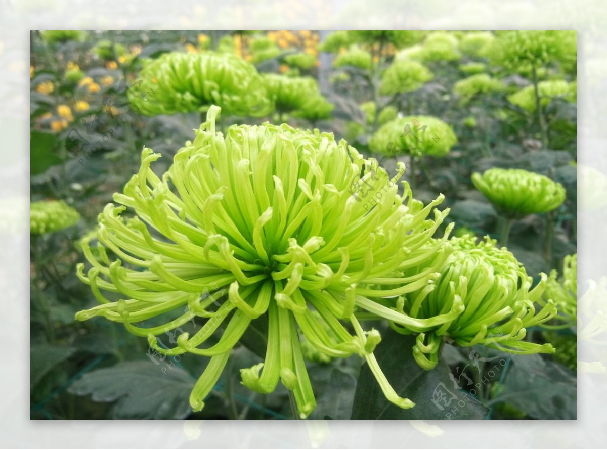 绿色菊花墨菊图片