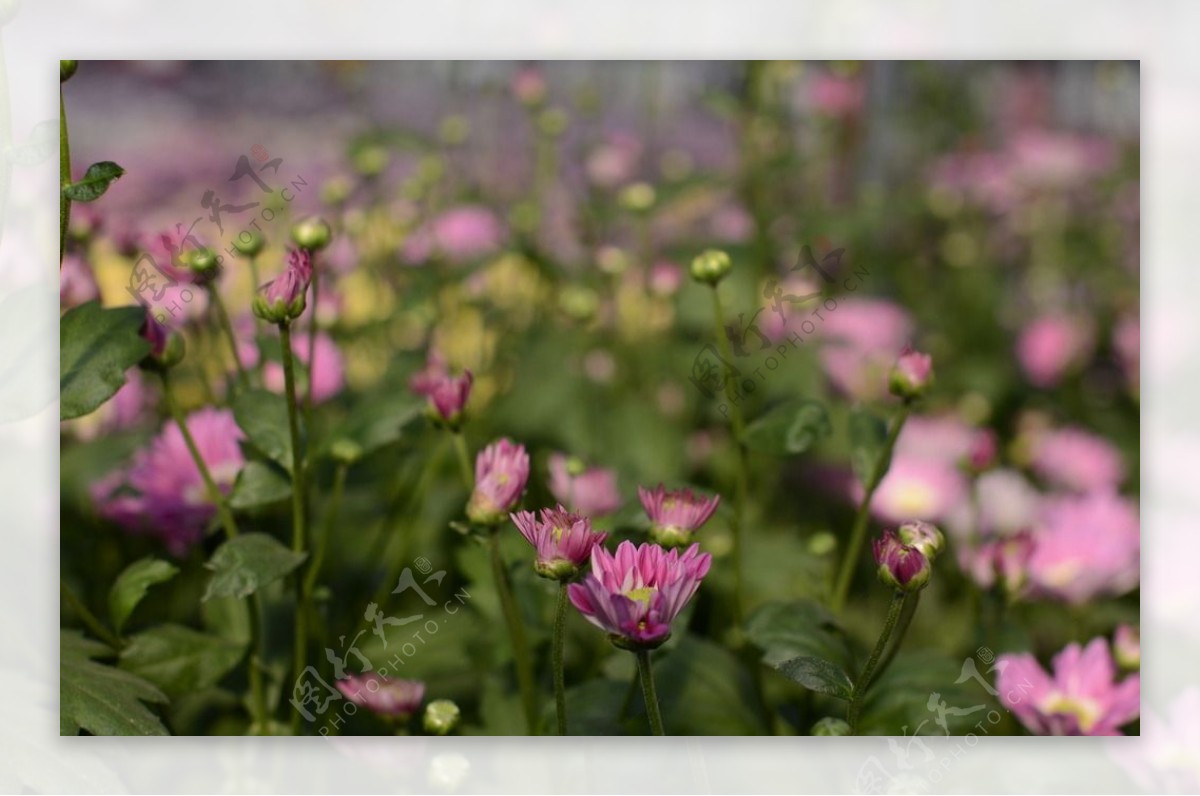 菊花骨朵图片